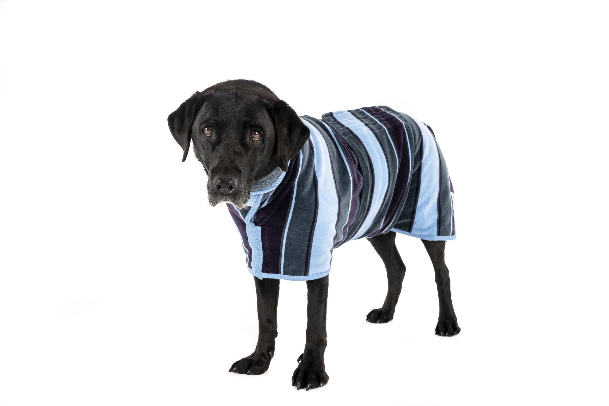 Dog Drying Coat Dog Onesie Fitted Dog Robe Dog Robe Adjustable Dog Robe Dog Drying Robe Dog Coat